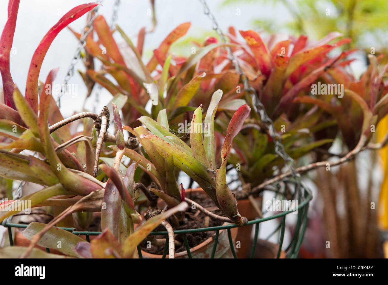 Neoregelia x 'Fire Ball - in a large hanging basket Stock Photo