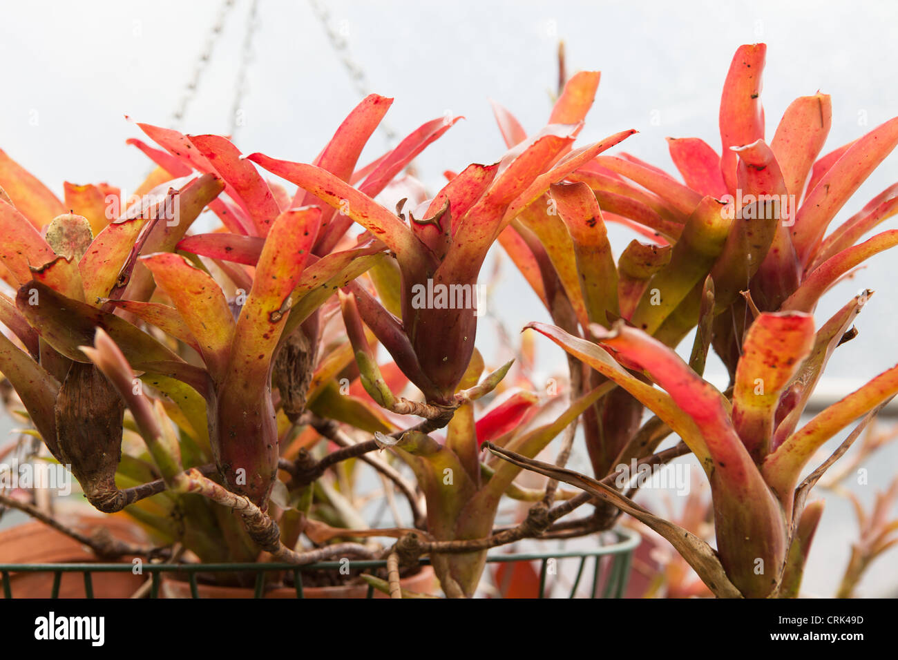 Neoregelia x 'Fire Ball - in a large hanging basket Stock Photo