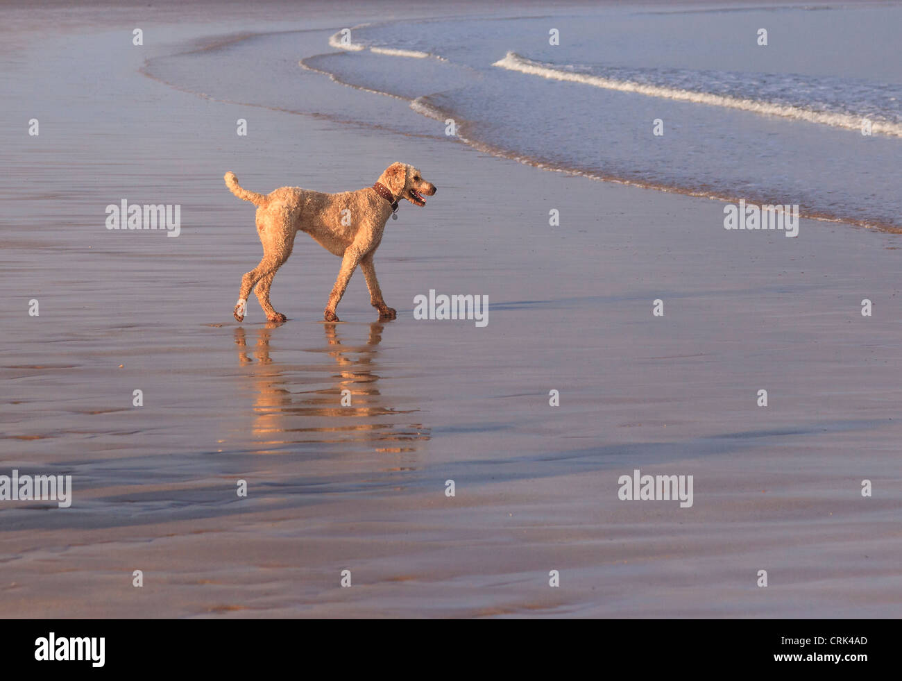 Standard Poodle, Evening Sun, Gullane Beach, East Lothian, Scotland Stock Photo