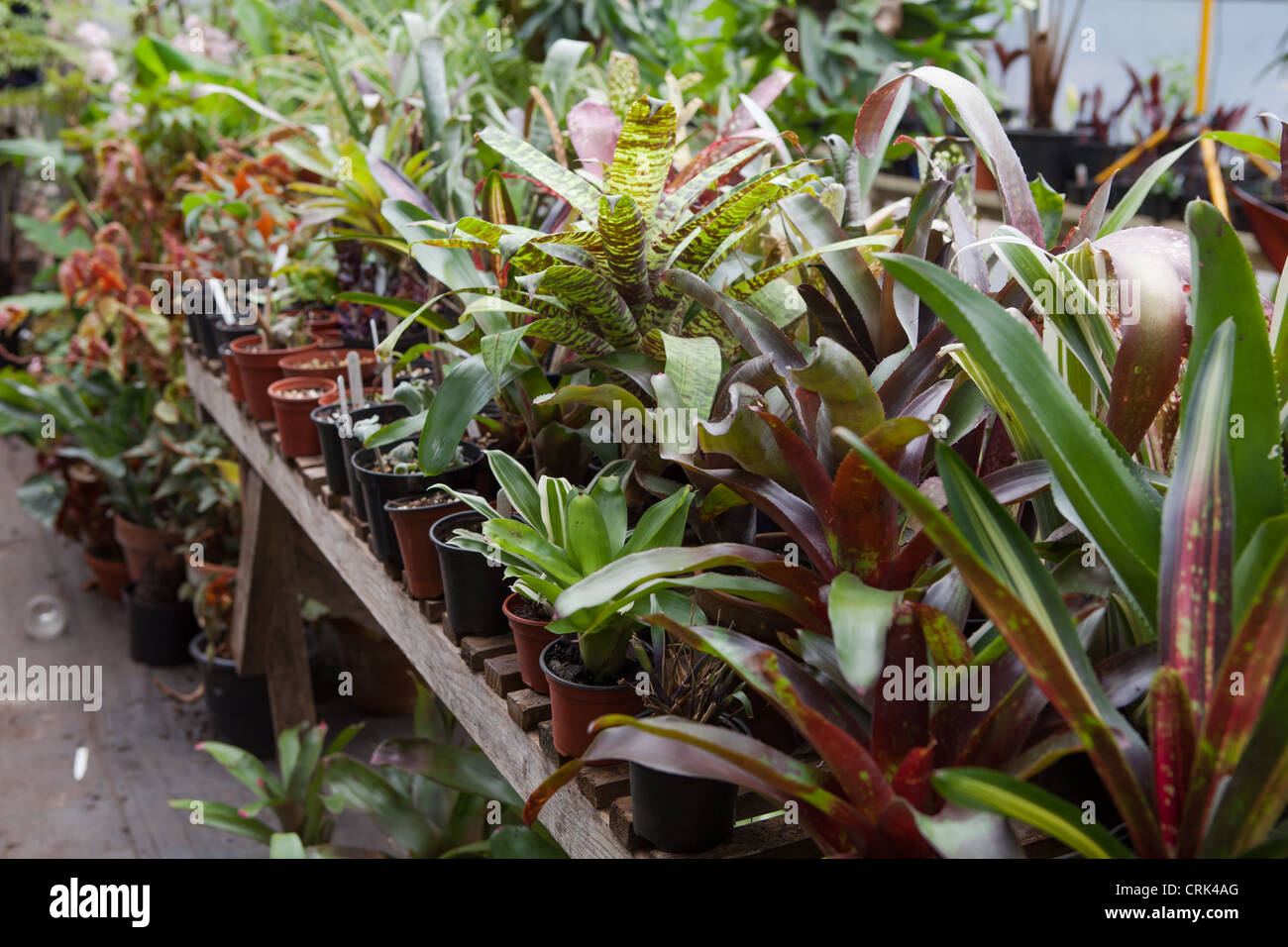 A large collection of Bromeliads on display in a heated poly tunnel in the UK Stock Photo