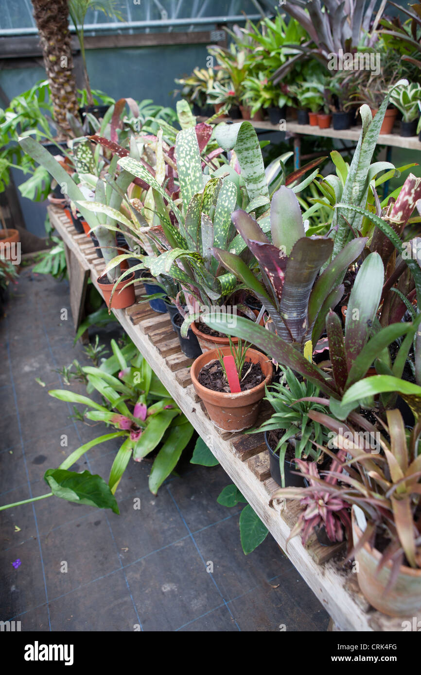 Collection of Bromeliads on display in a poly tunnel Stock Photo