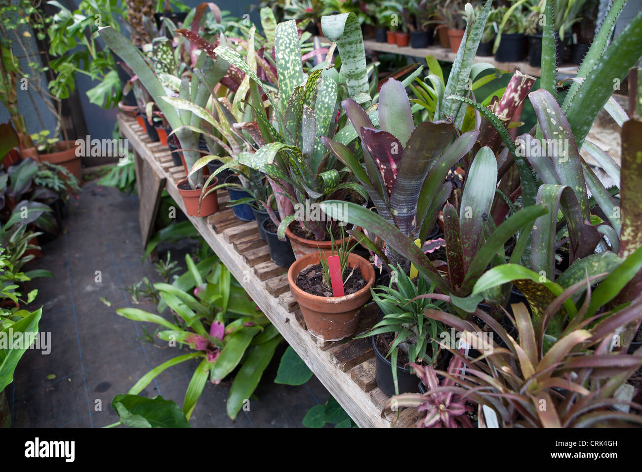 Collection of Bromeliads on display in a poly tunnel Stock Photo