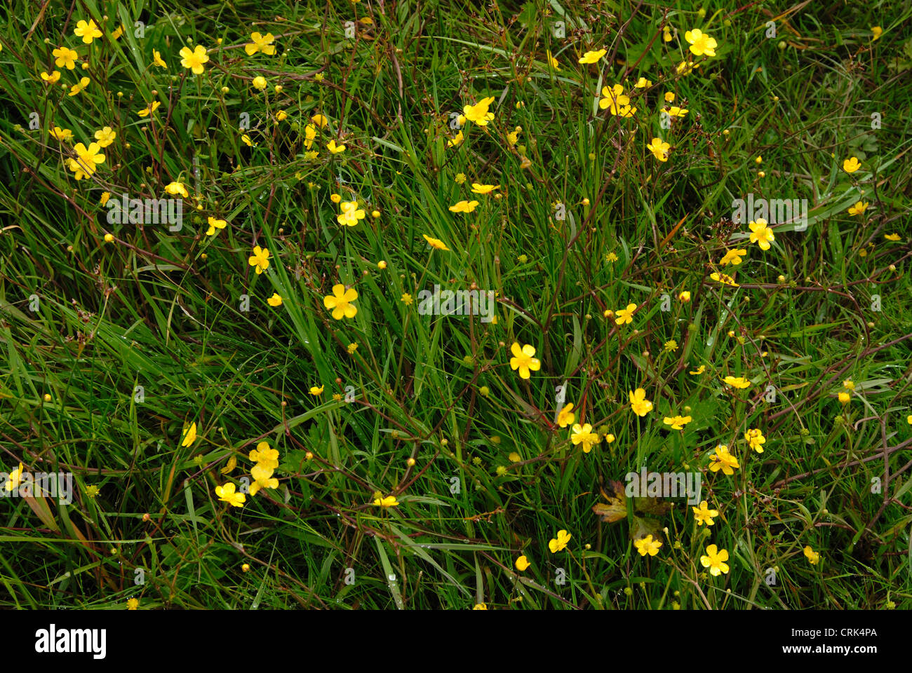 lesser spearwort flowers Stock Photo