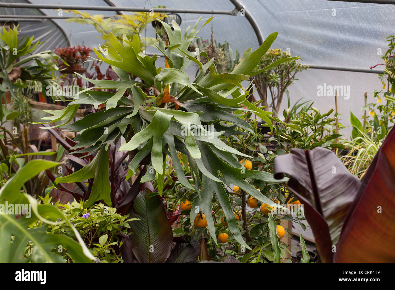 Platycerium staghorn fern or Elkhorn fern hanging in a terracotta pot