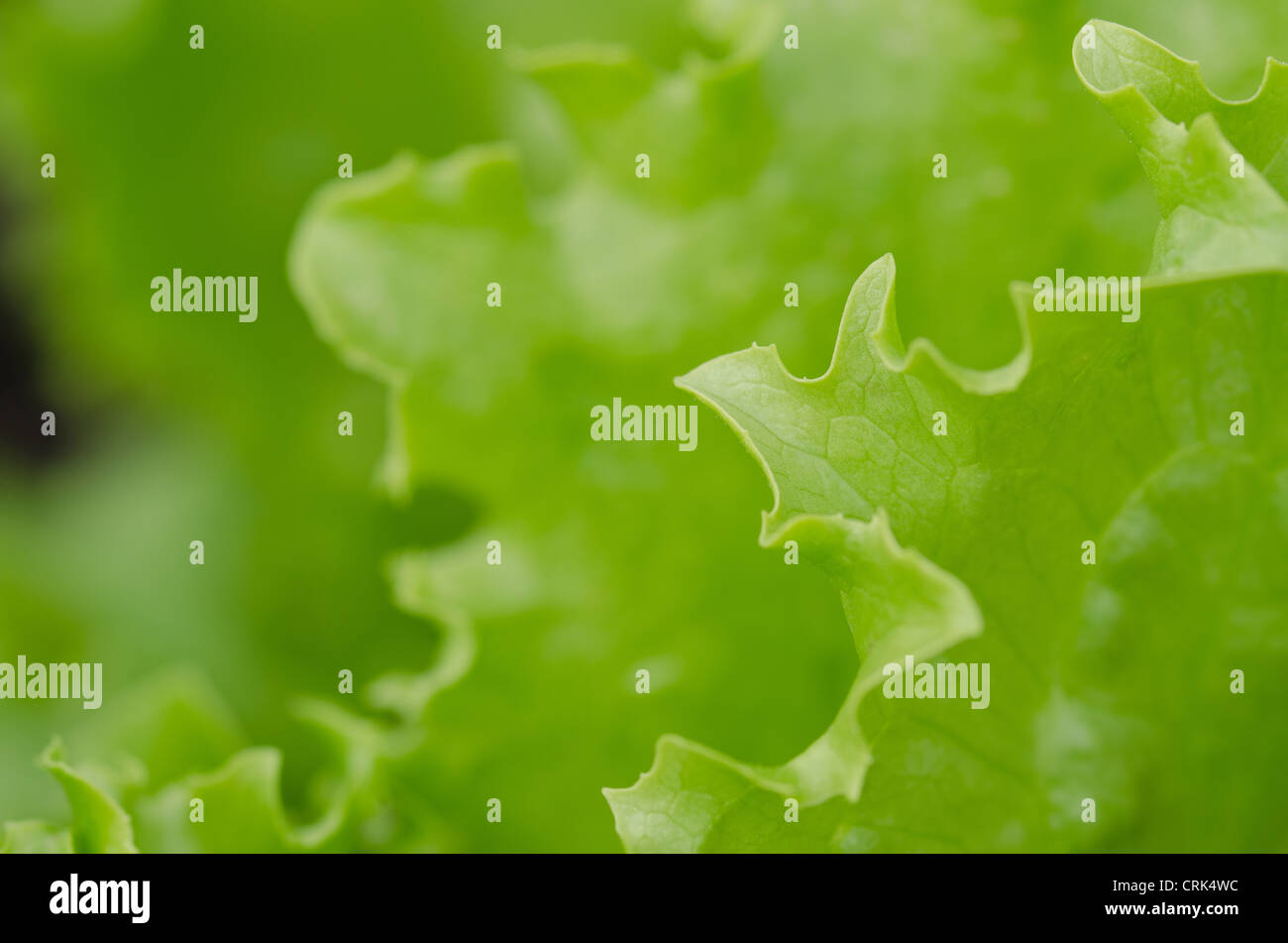 bright green iceberg lettuce leaf crisp head leaves serrated edge