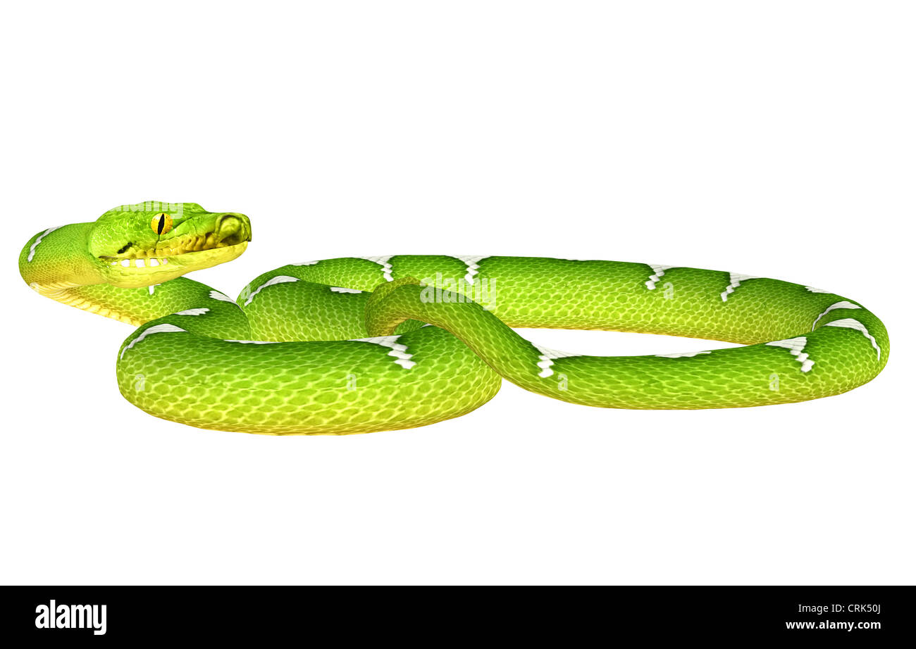 Illustration of a Green Tree Python (snake species) isolated on a white background Stock Photo