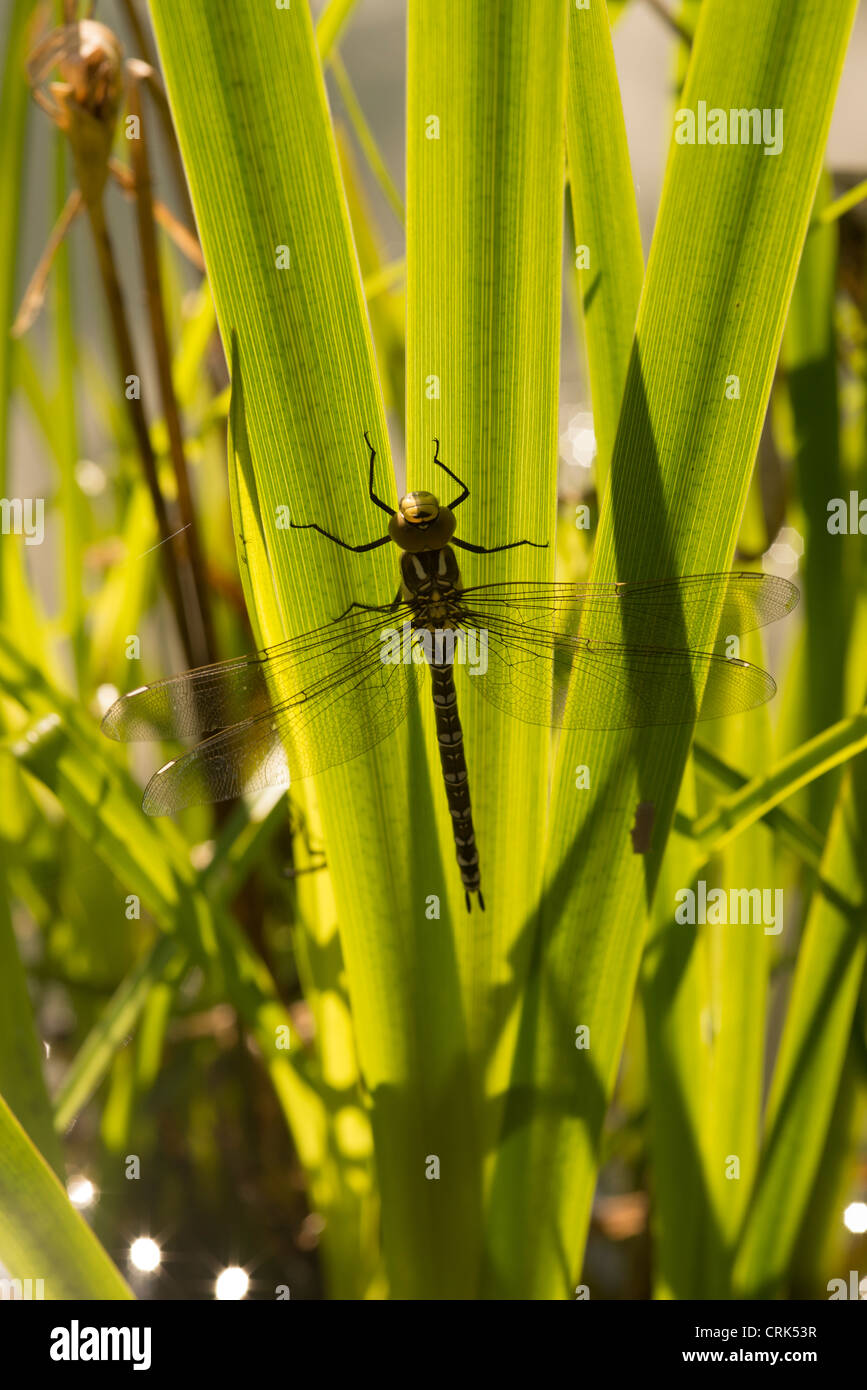 dragonfly on plant Stock Photo - Alamy