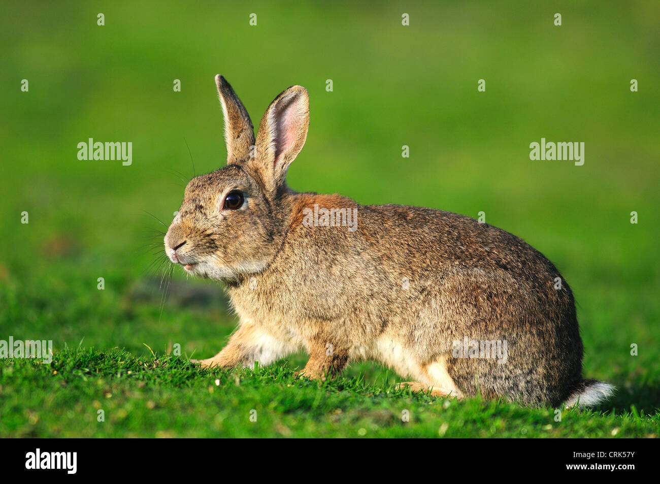 RABBIT Oryctolagus cuniculus Stock Photo - Alamy
