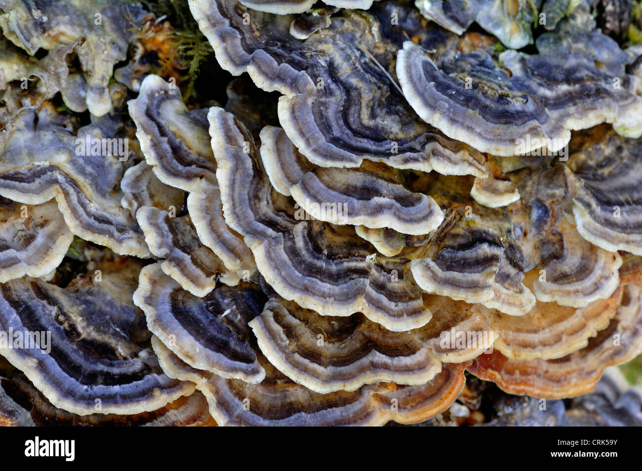 Many-zoned polypore, a bracket fungus UK Stock Photo