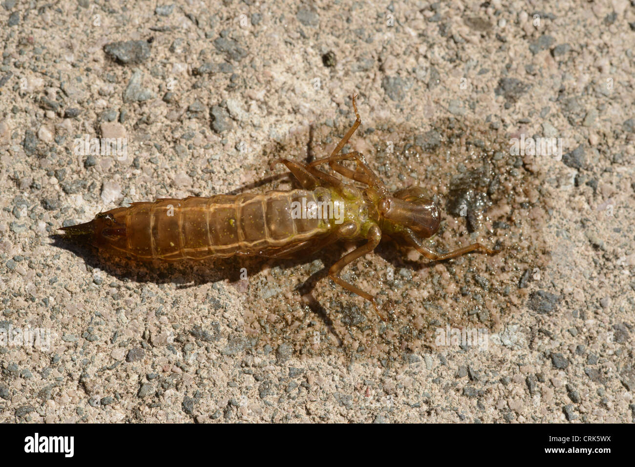 dragonfly larvae picture dragonfly larvae picture