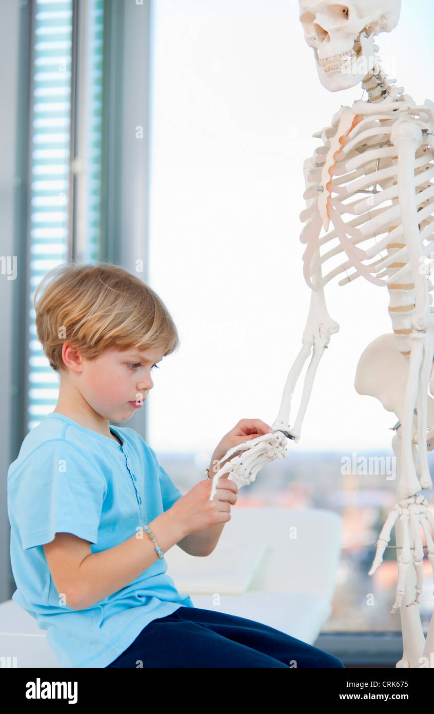 Boy examining skeleton at doctor Stock Photo