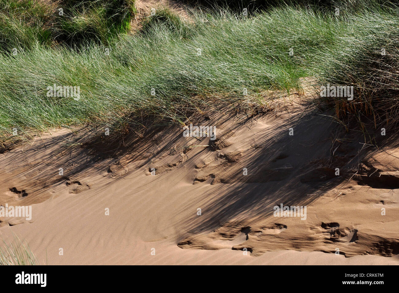 Sand dune at Braunton Burrows Somerset UK Stock Photo