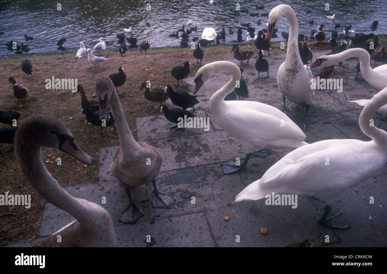 Swans and ducks on Lake Templin Stock Photo