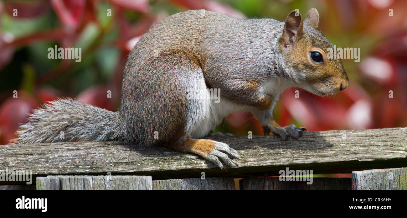 Grey Squirrel Sciurus carolinensis (Rodentia) Stock Photo