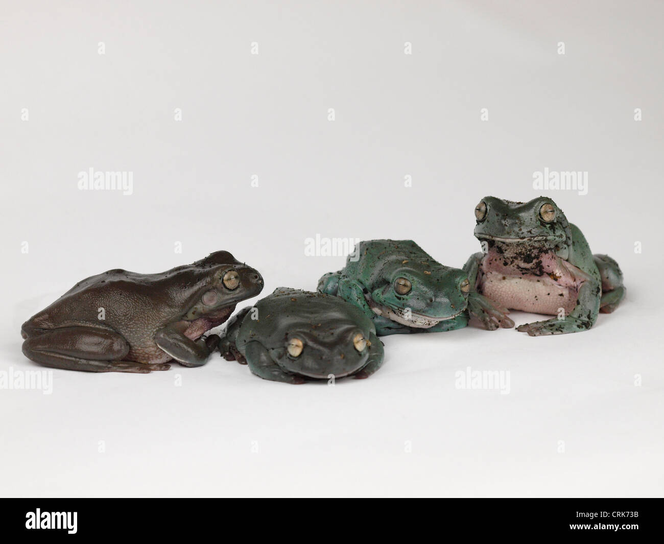 Four Whites Tree Frogs Stock Photo