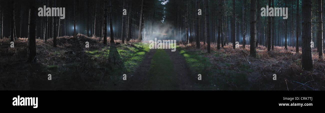 Dirt road in foggy forest Stock Photo