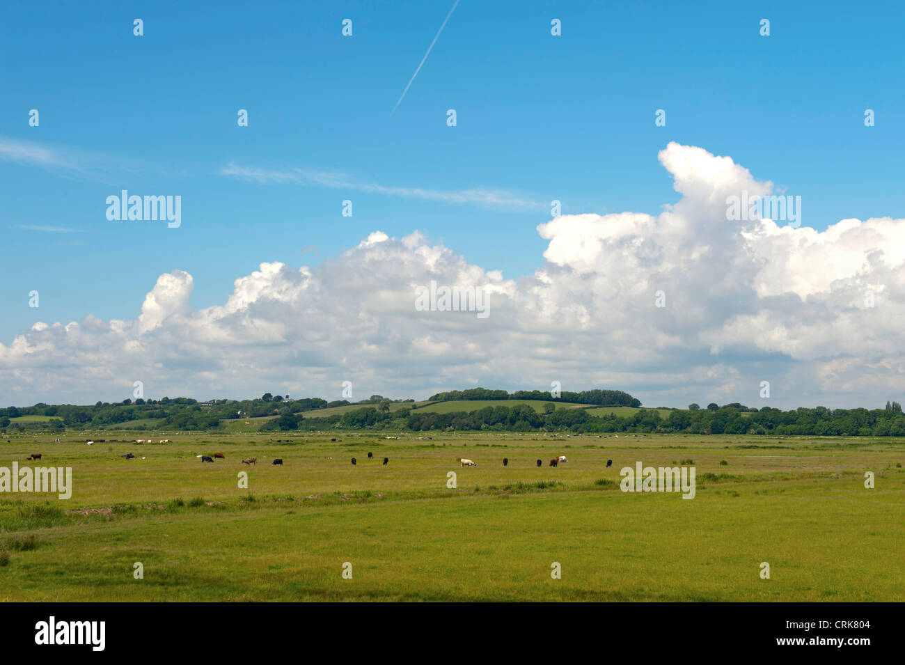 Kent countryside opposite the beach in Winchelsea, East Sussex, UK shwing the marsh lambs grazing with blue skies above. Stock Photo