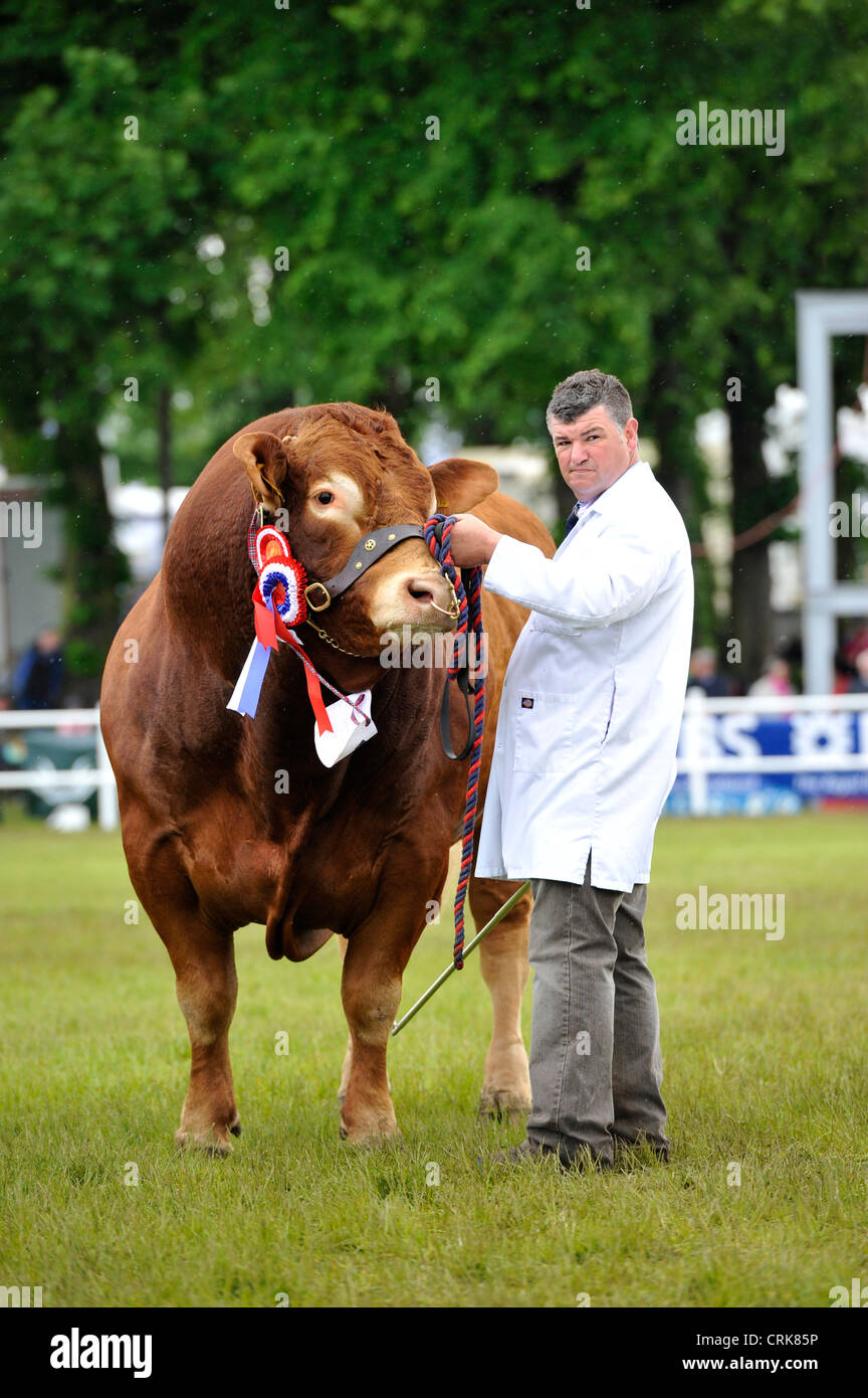 Cattle handler with Limousin bull at Royal Highland Show, Edinburgh Stock Photo Alamy