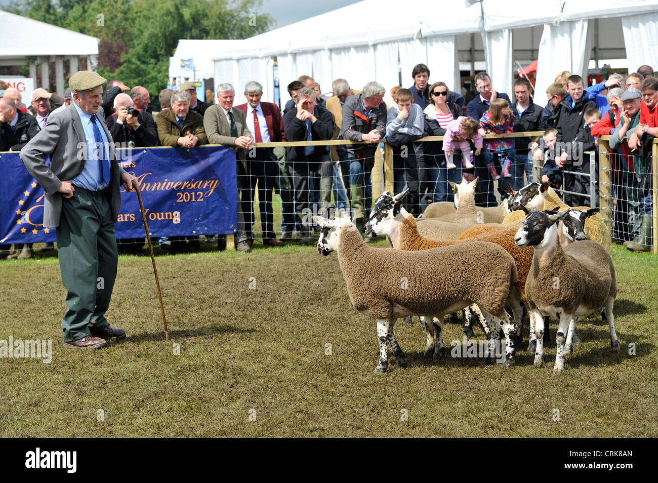 Judging the Scottish Mule classes at the Royal Highland show with a crowd of onlookers. Stock Photo