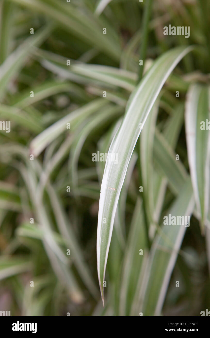 Chlorophytum comosum (Spider plant) Close up detail Stock Photo