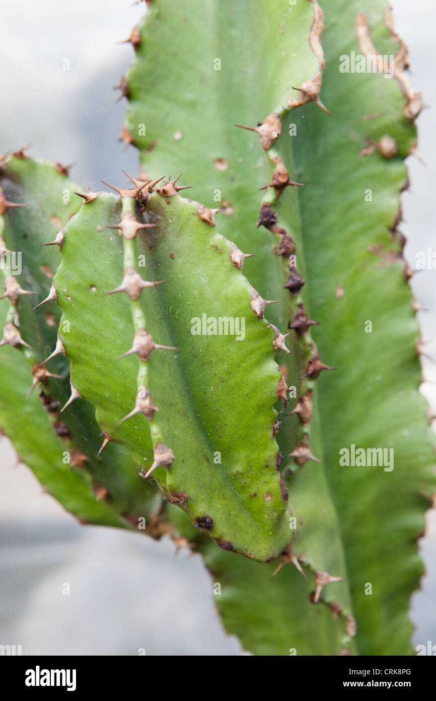 Euphorbia Cactus Stock Photo Alamy