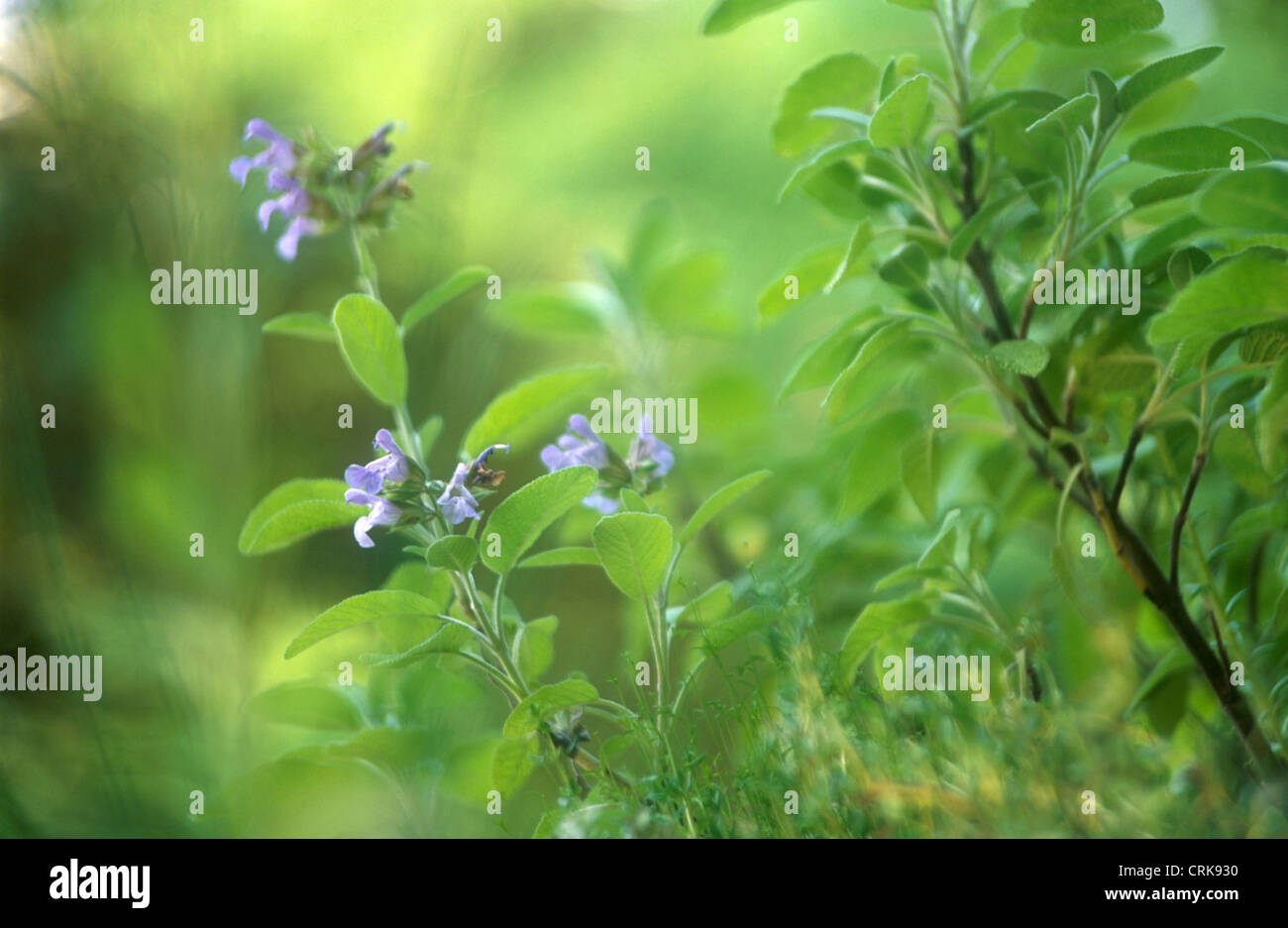Purple sage plant hi-res stock photography and images - Alamy