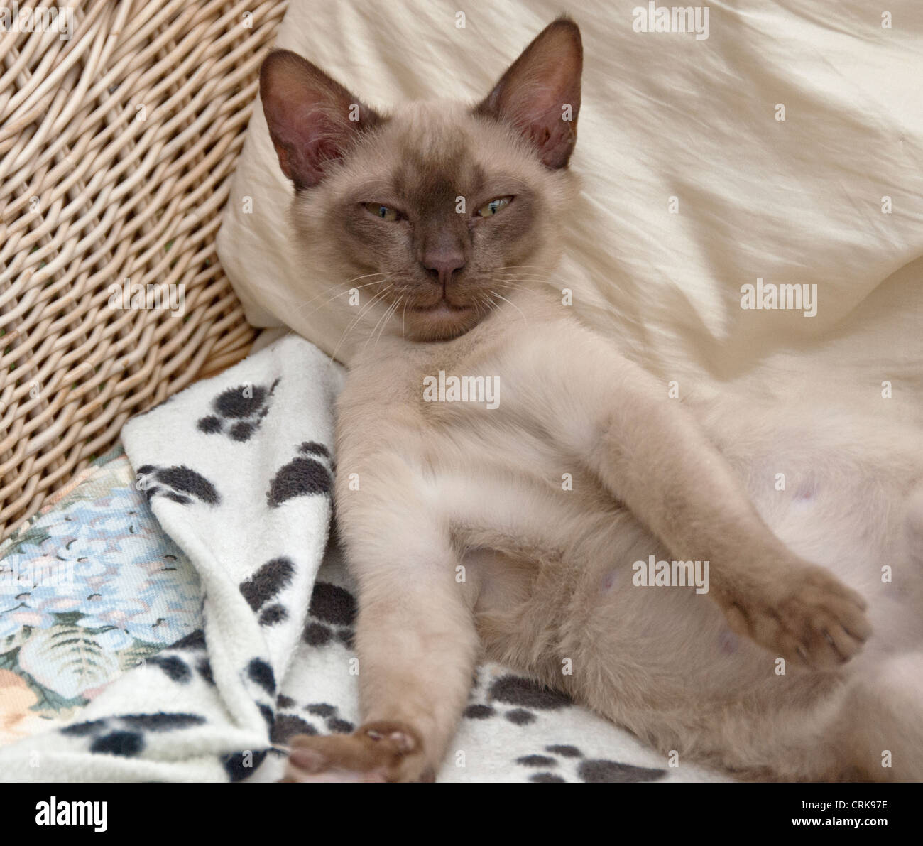 Chocolate Burmese Asian kitten close ups Stock Photo - Alamy