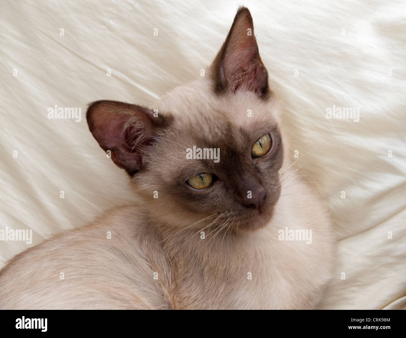 Chocolate Burmese Asian kitten close ups Stock Photo Alamy