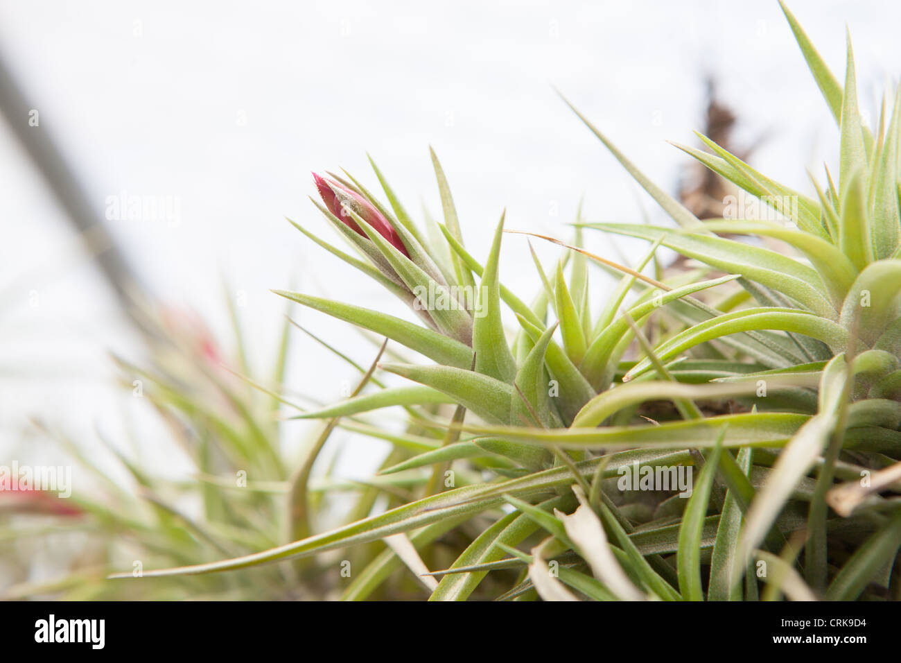 The flowering Tillandsia - Bromeliad Stock Photo