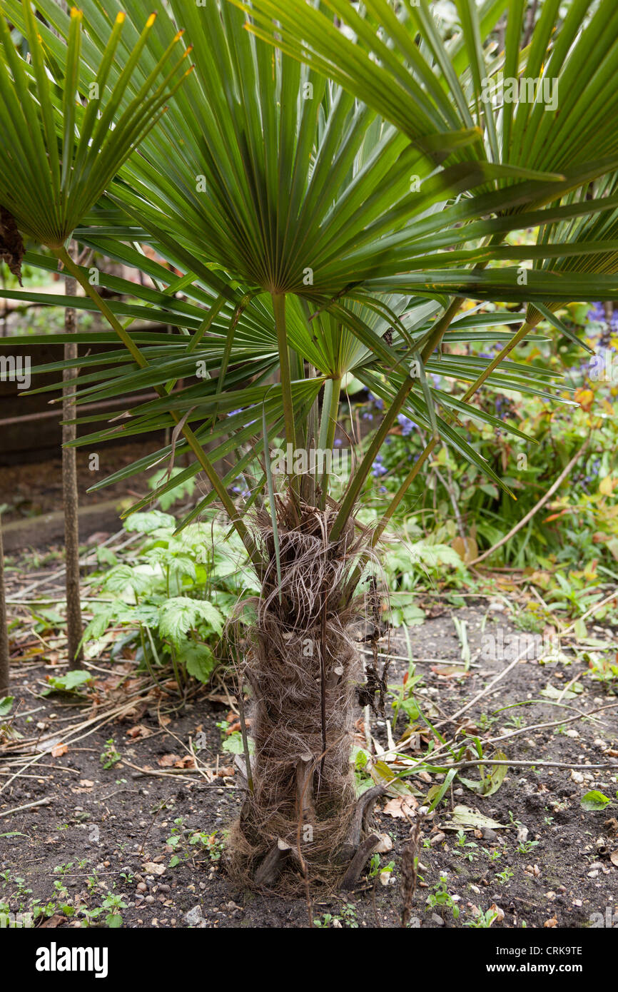 Trachycarpus fortunei (Chusan Palm, Windmill Palm or Chinese Windmill Palm) Stock Photo