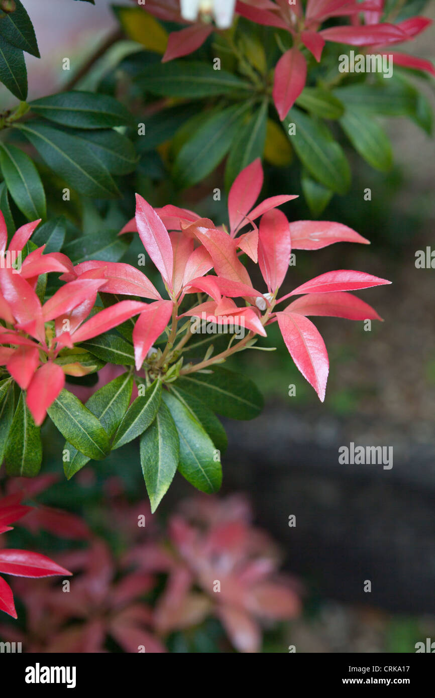 Pieris Forest Flame High Resolution Stock Photography And Images Alamy