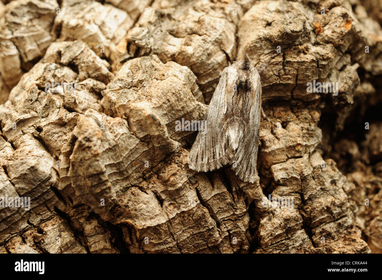 Antirrhinum Brocade Moth (Calophasia platyptera) on a cork oak tree trunk. Stock Photo