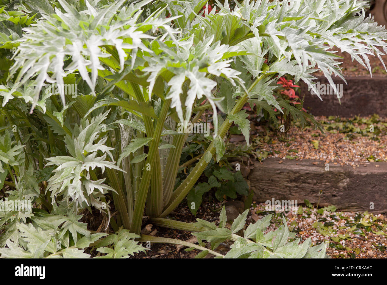 The cardoon (Cynara cardunculus), also called the artichoke thistle Stock Photo