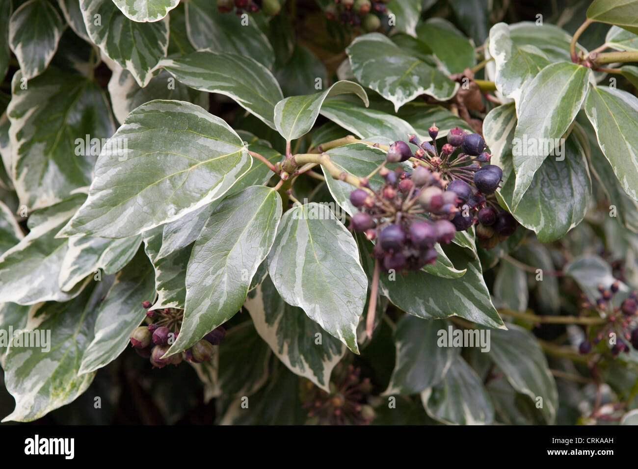Hedera helix Ivy, English Ivy) is a species of ivy native to