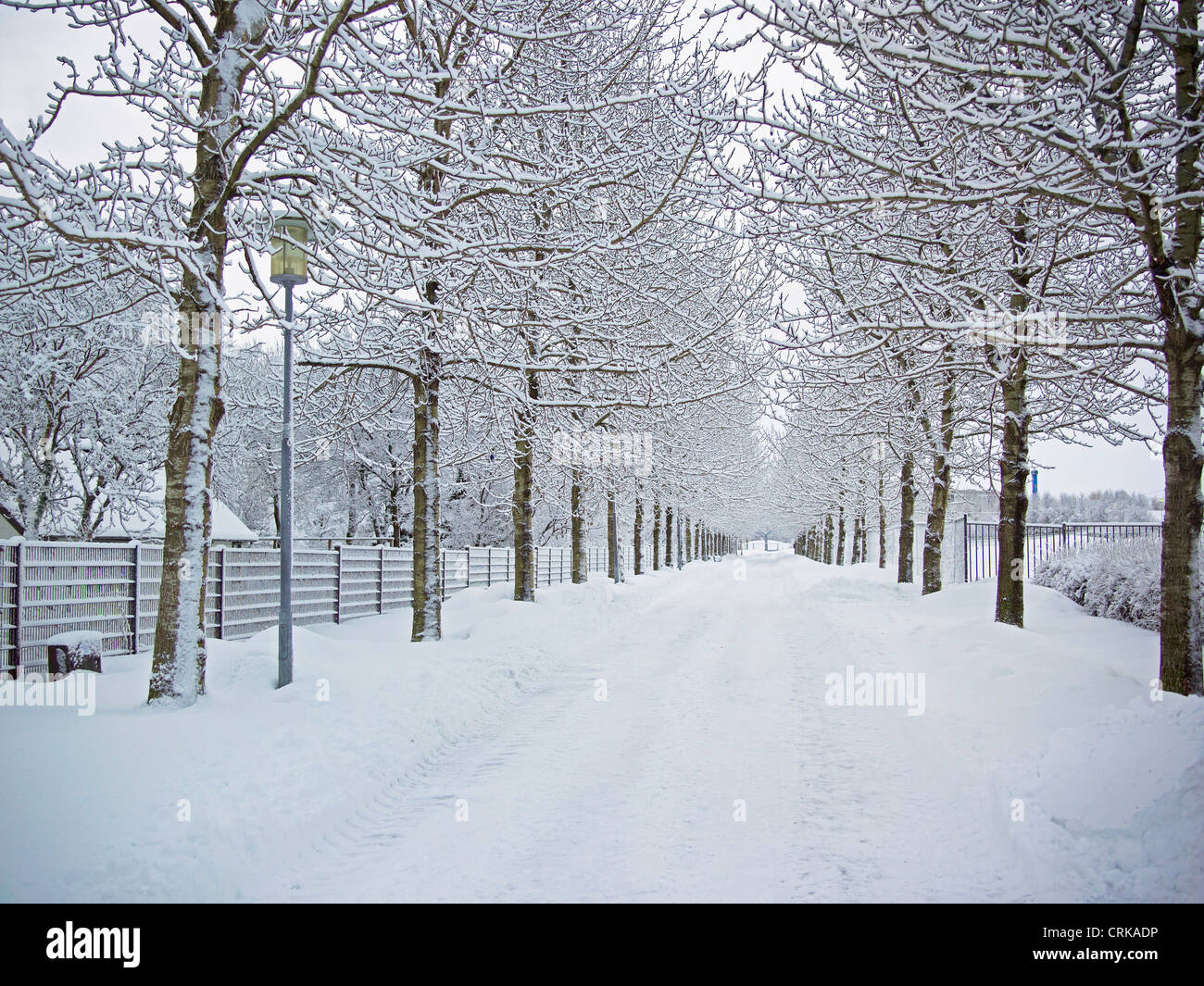Trees and road in snowy landscape Stock Photo