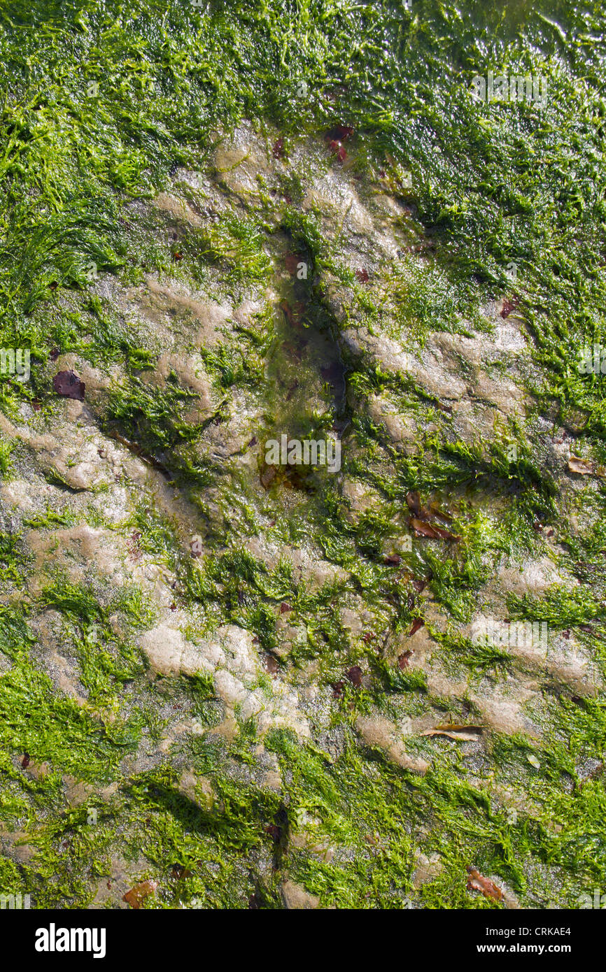 Dinosaur's footprint at Staffin on the isle of Skye in Scotland. Stock Photo