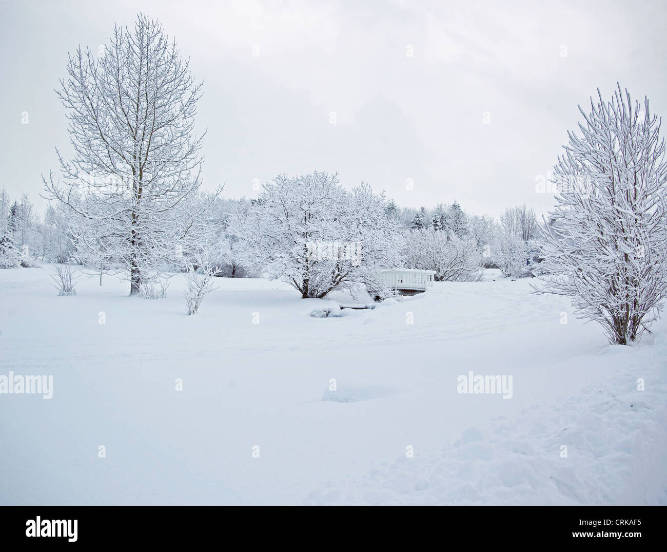 Trees in snowy landscape Stock Photo
