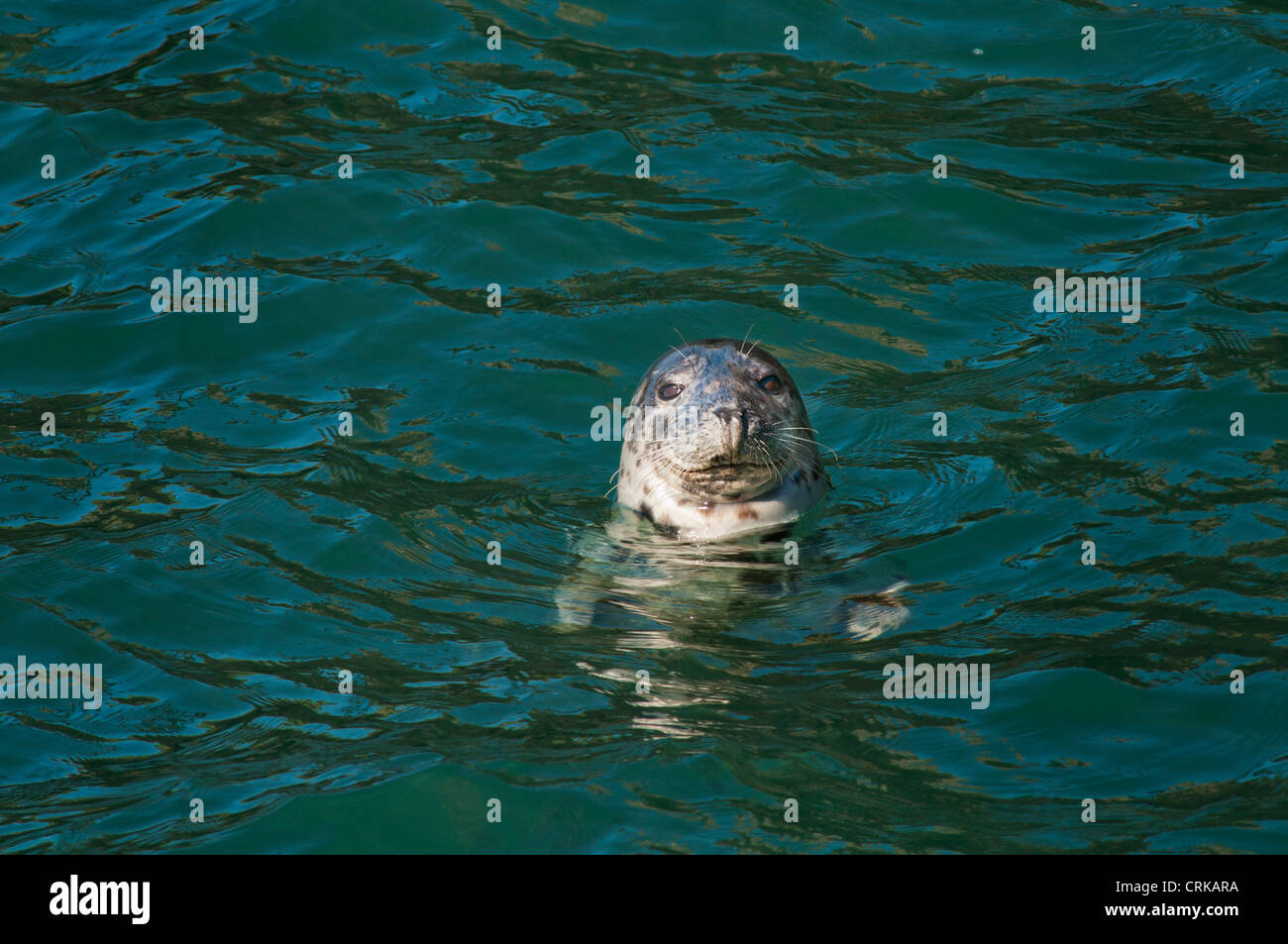 the head of a grey (gray) seal (Halichoerus grypus) in clear blue sea South Haven Skokholm island Stock Photo