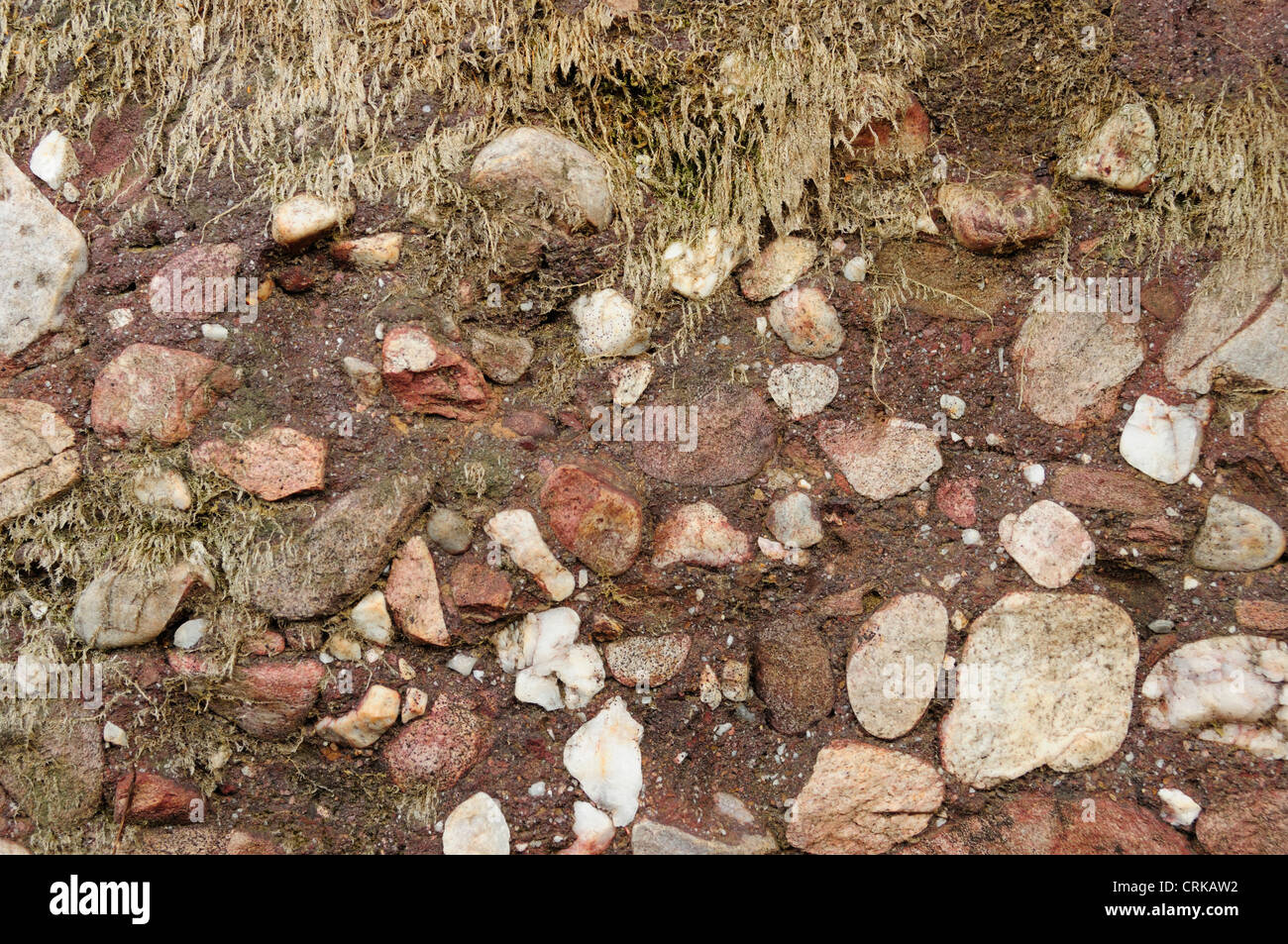 Detail of a conglomerate stone. Stock Photo
