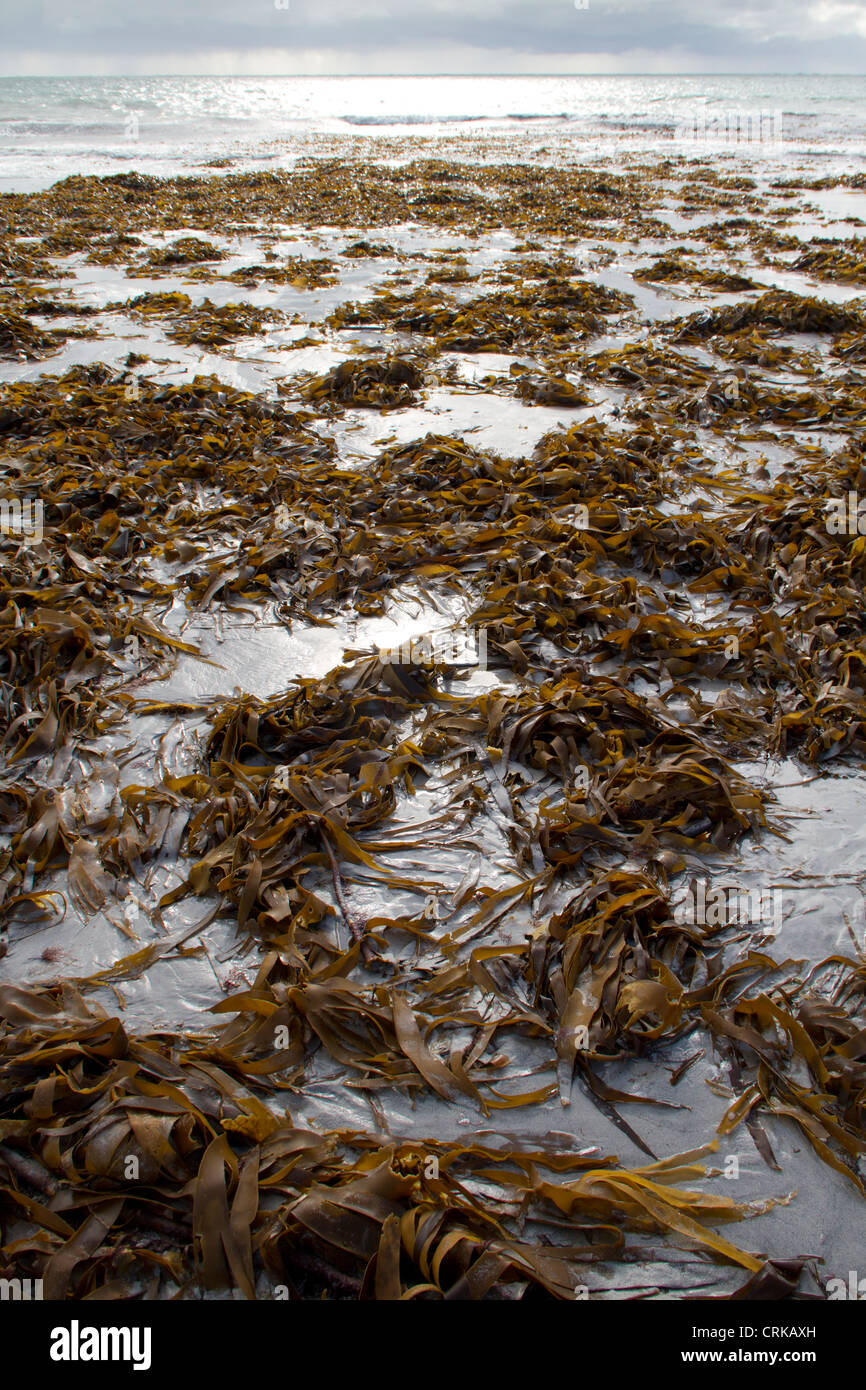 Seaweed washed up on a beach Stock Photo