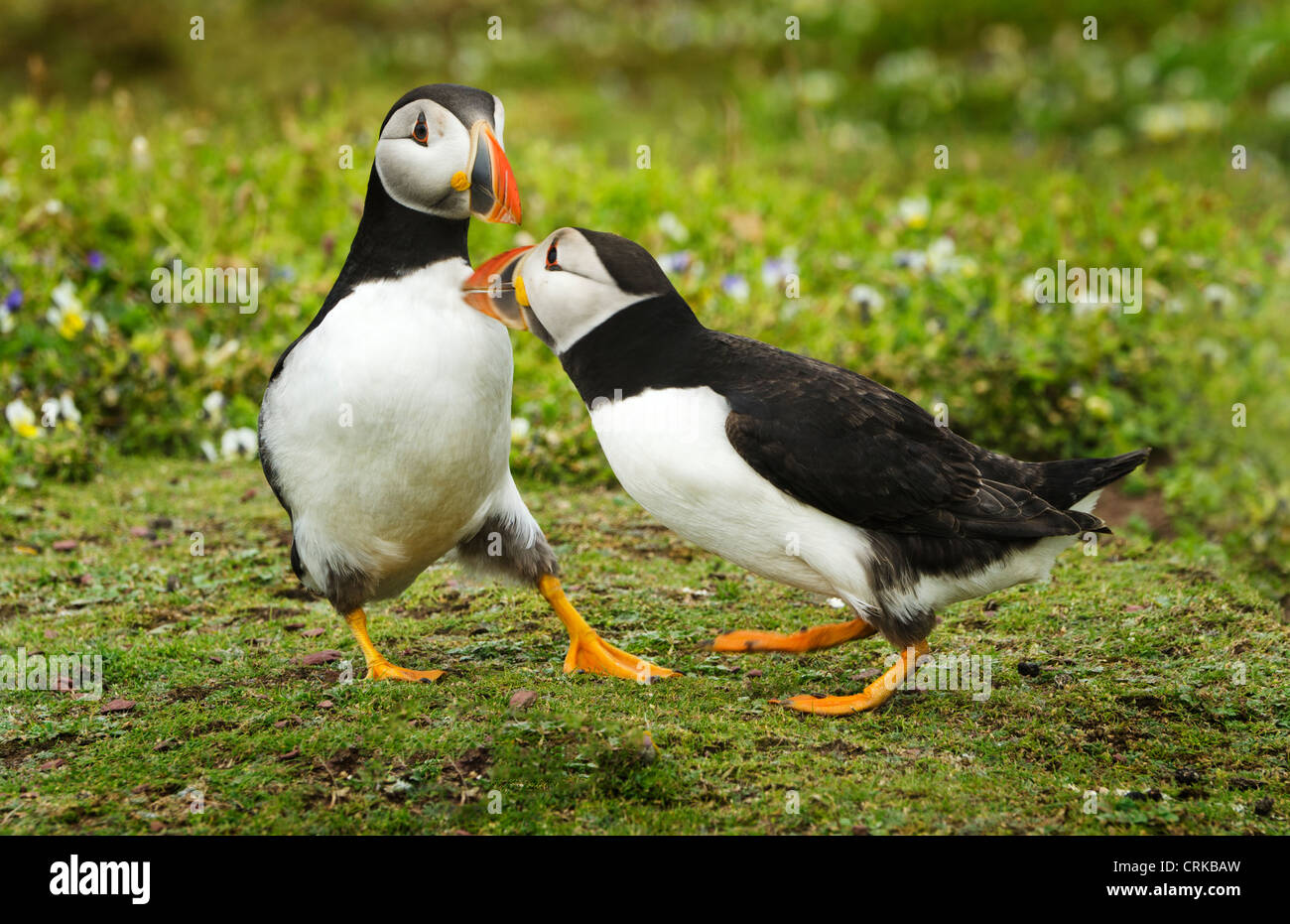 Bird behaviour:a pair of Puffins billing on Skokholm island Stock Photo
