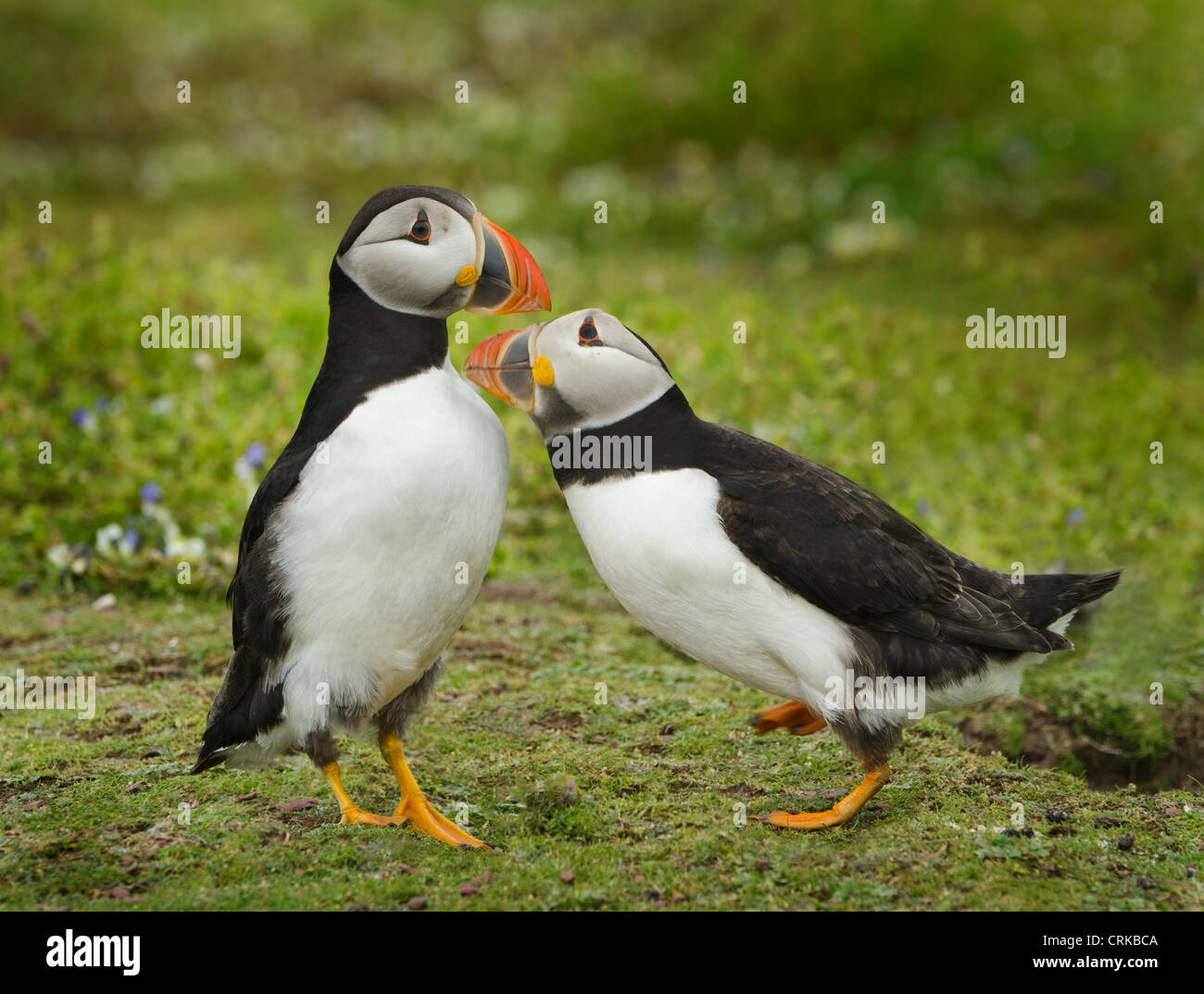 Bird behaviour: two Puffins billing on Skokholm island Stock Photo