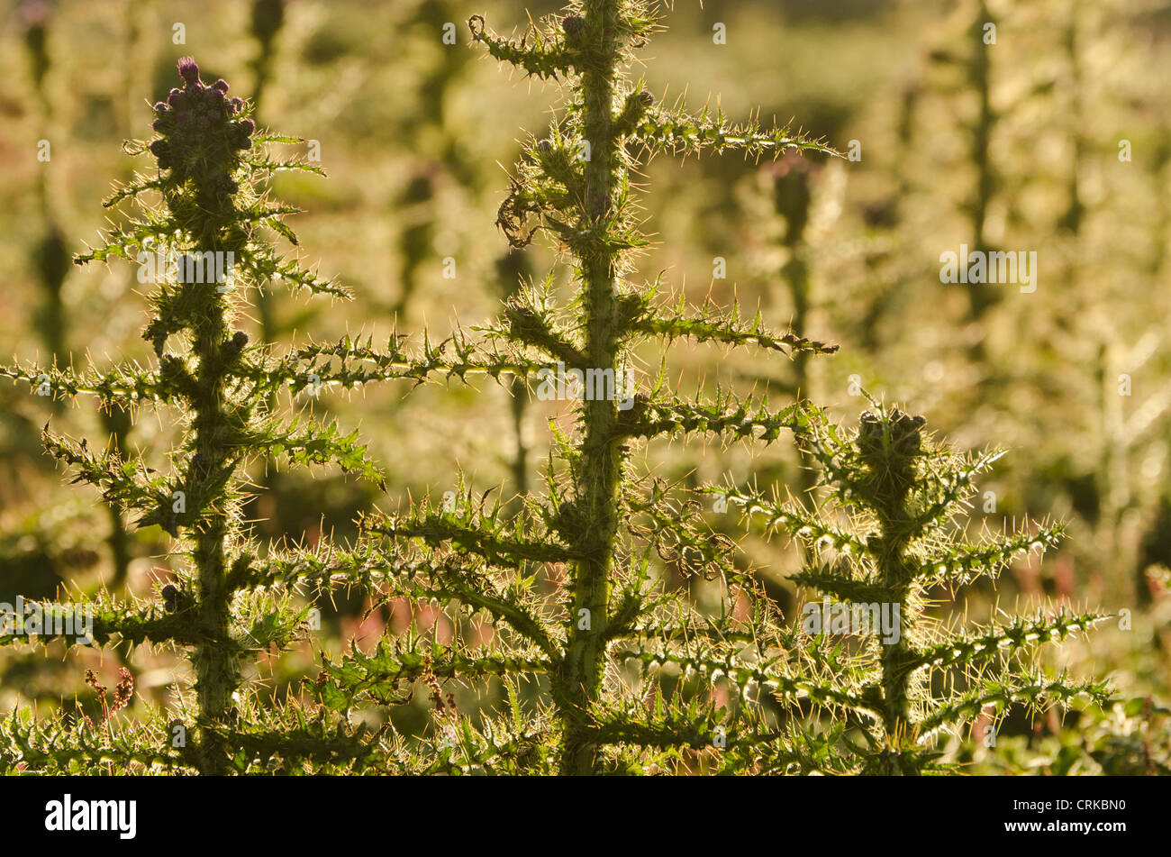 Thistles growing on Skokholm island against low evening sun Stock Photo