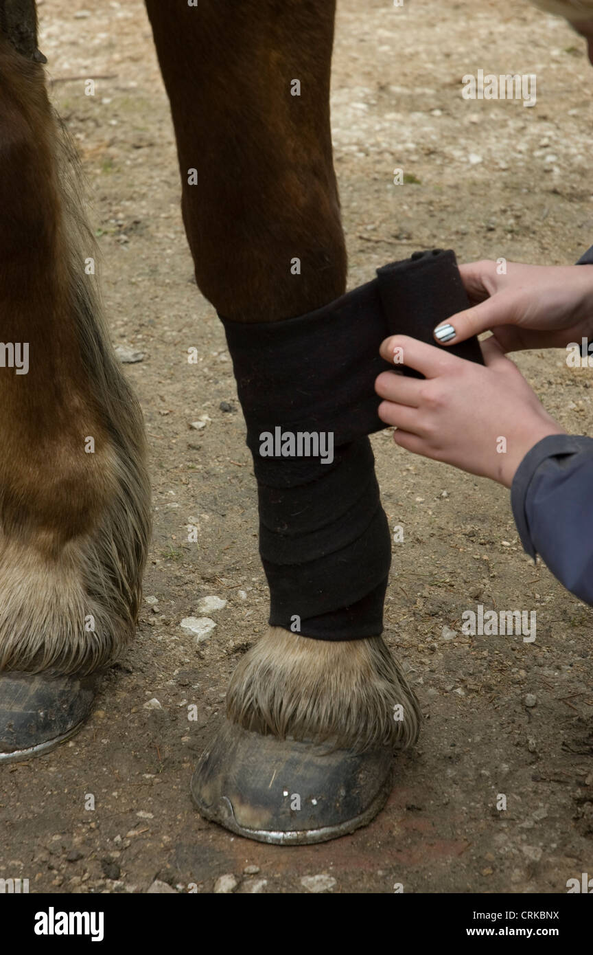 Bandaging a horse's leg Stock Photo Alamy