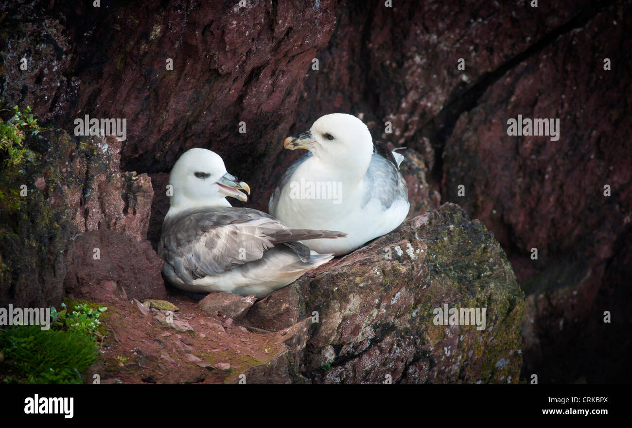 Nesting Fulmars on red sandstone rocks Skokholm island Pembrokeshire Wales UK Stock Photo