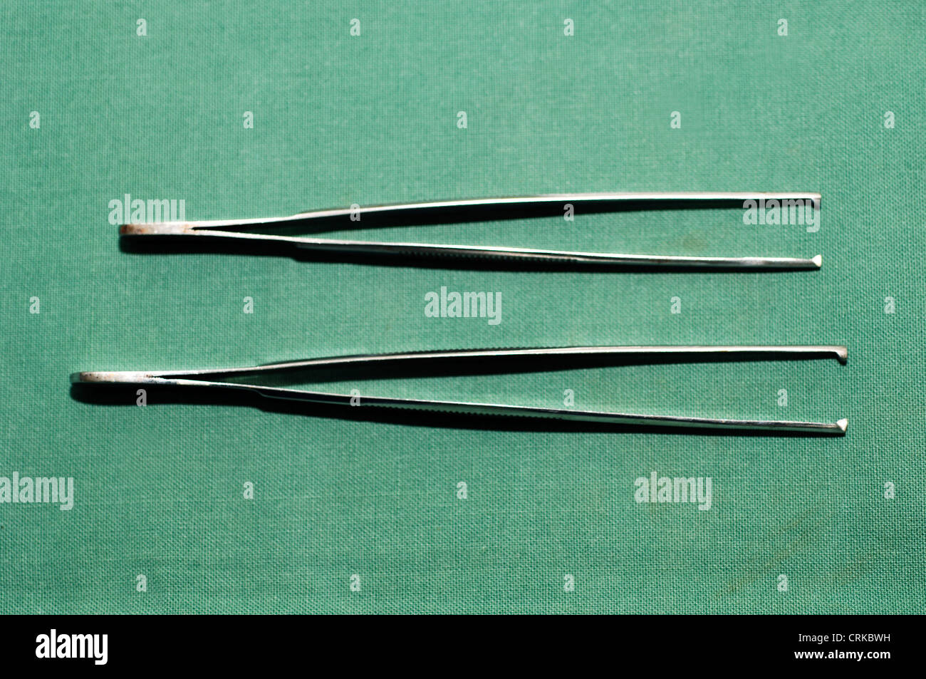 Strong toothed forceps are designed for grasping in an enclosed space, e.g. removing grass seeds from ear canals. Stock Photo