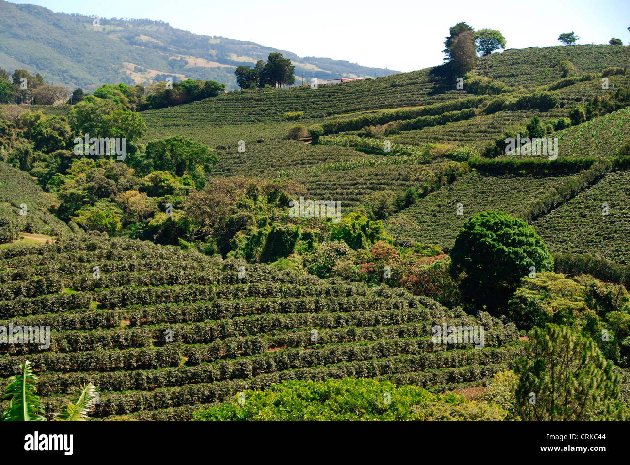 Arabica coffee beans plantation near Poas volcano. Central Valley Stock
