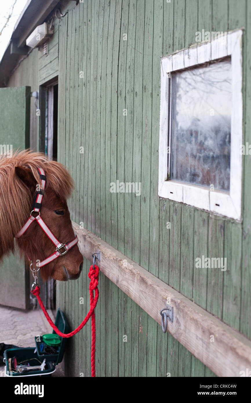Horse tied to stable Stock Photo