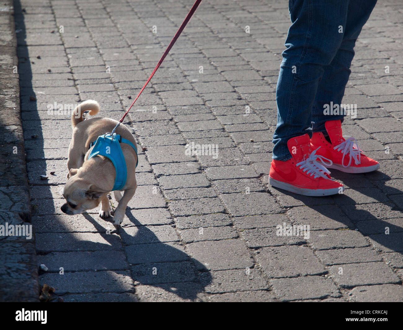 Dogwalking along Brighton seafront Stock Photo Alamy