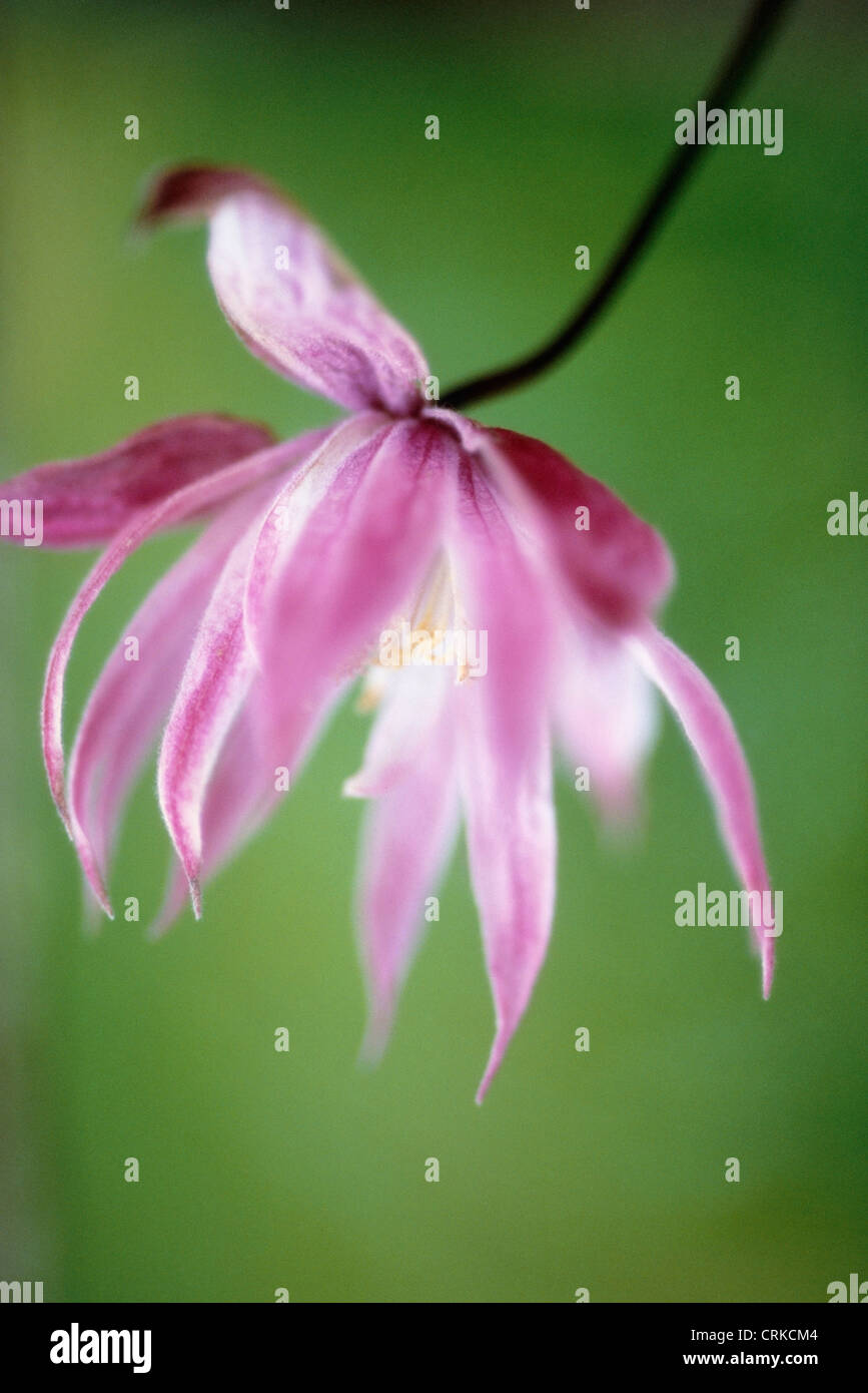 Clematis alpina 'Willy', Clematis Stock Photo